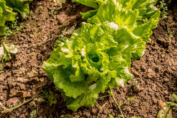 Leaf lettuce
